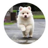 Categoria Cane