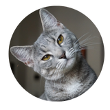 Categoria Gatto