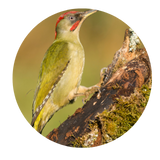 Categoria Ornitologia